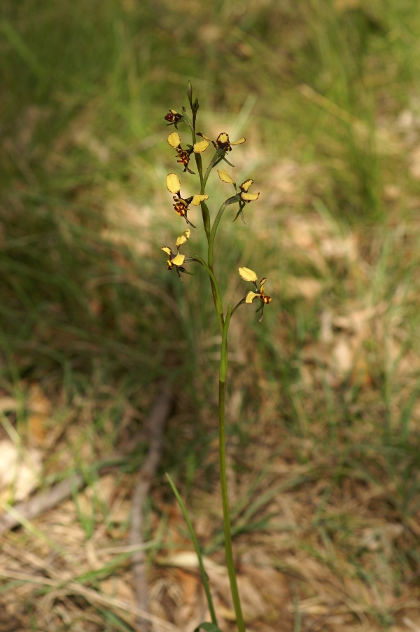 Diuris pardina